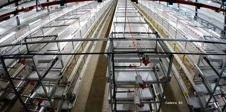 Automatic Equipment Cage Chicken House